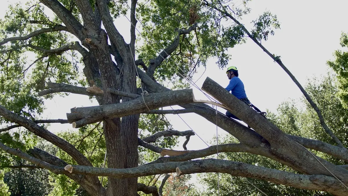 Professional Crown Thinning performed by certified arborists in Wales