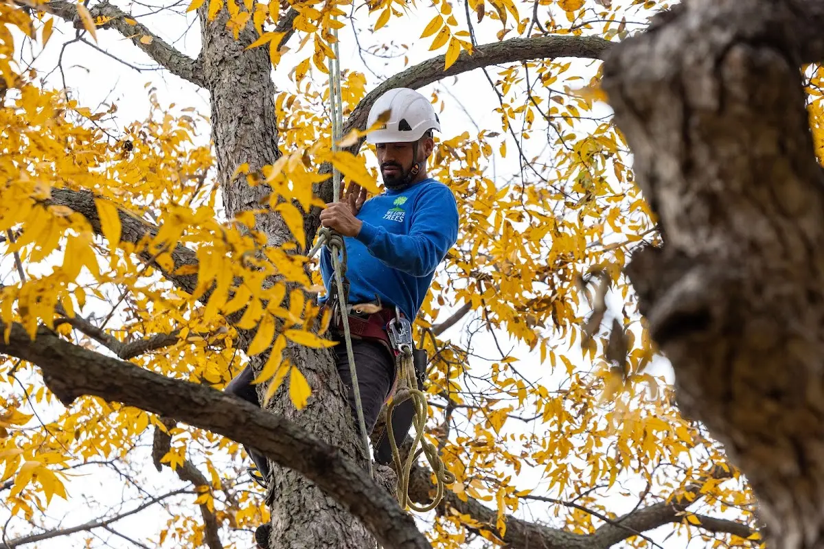 Skilled Emergency Tree Service crew working in Wales